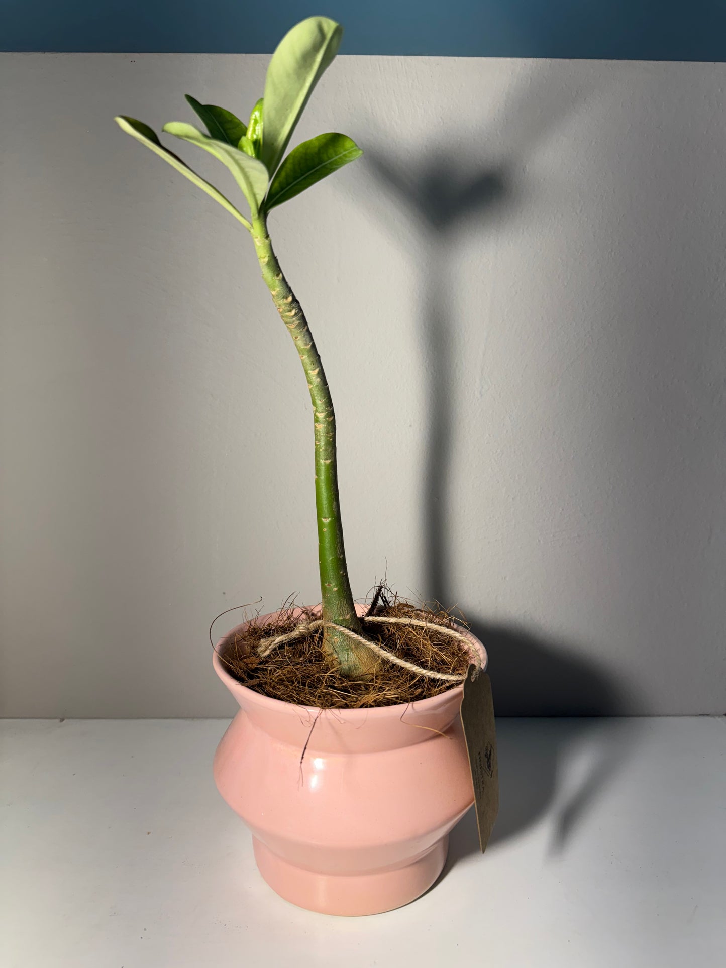 Zamioculca en Maceta Rosa