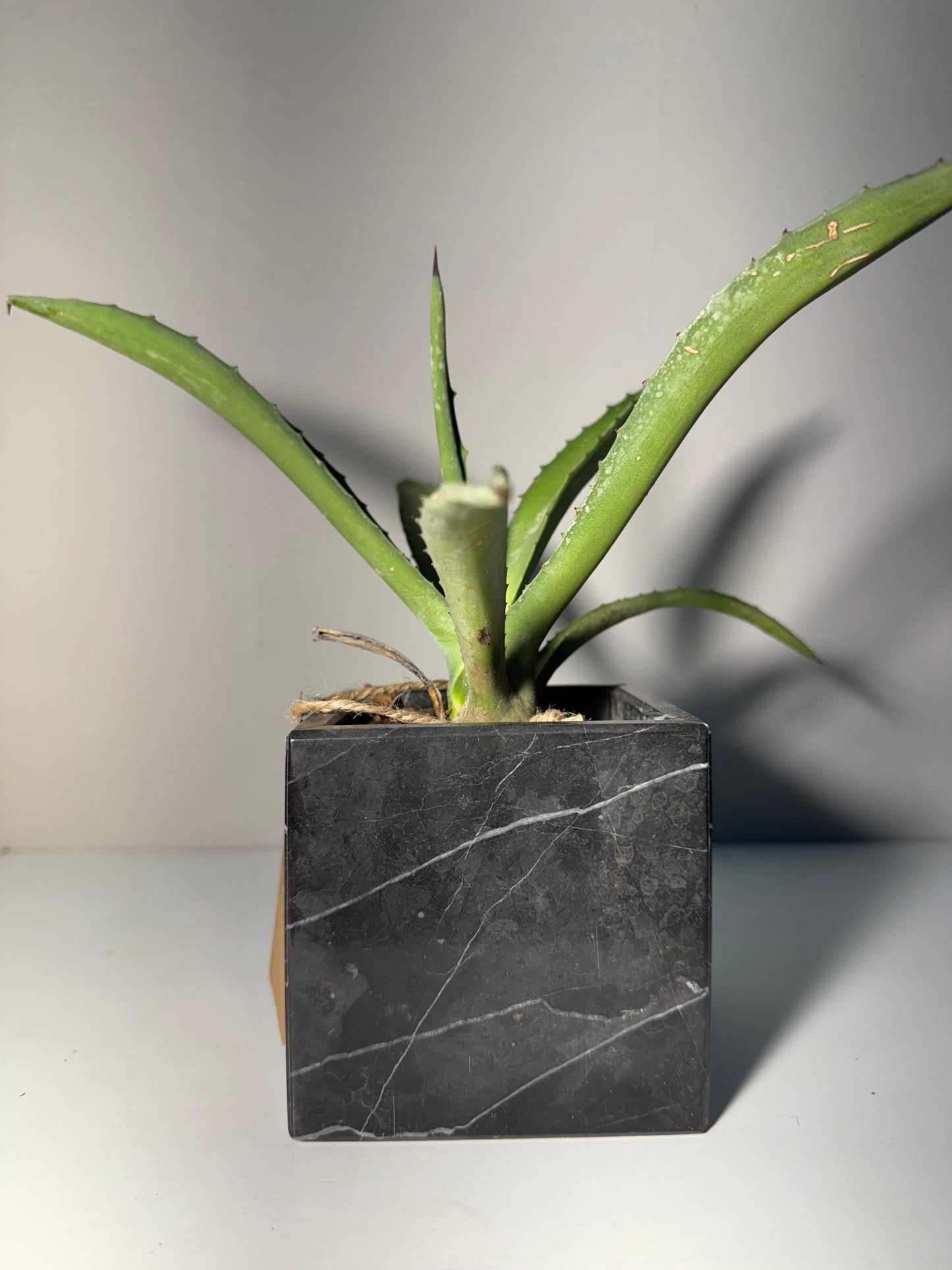 Maceta de Mármol con Agave Lechuguilla