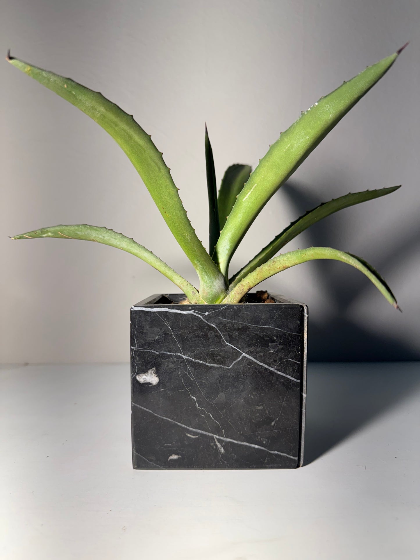 Maceta de Mármol con Agave Lechuguilla