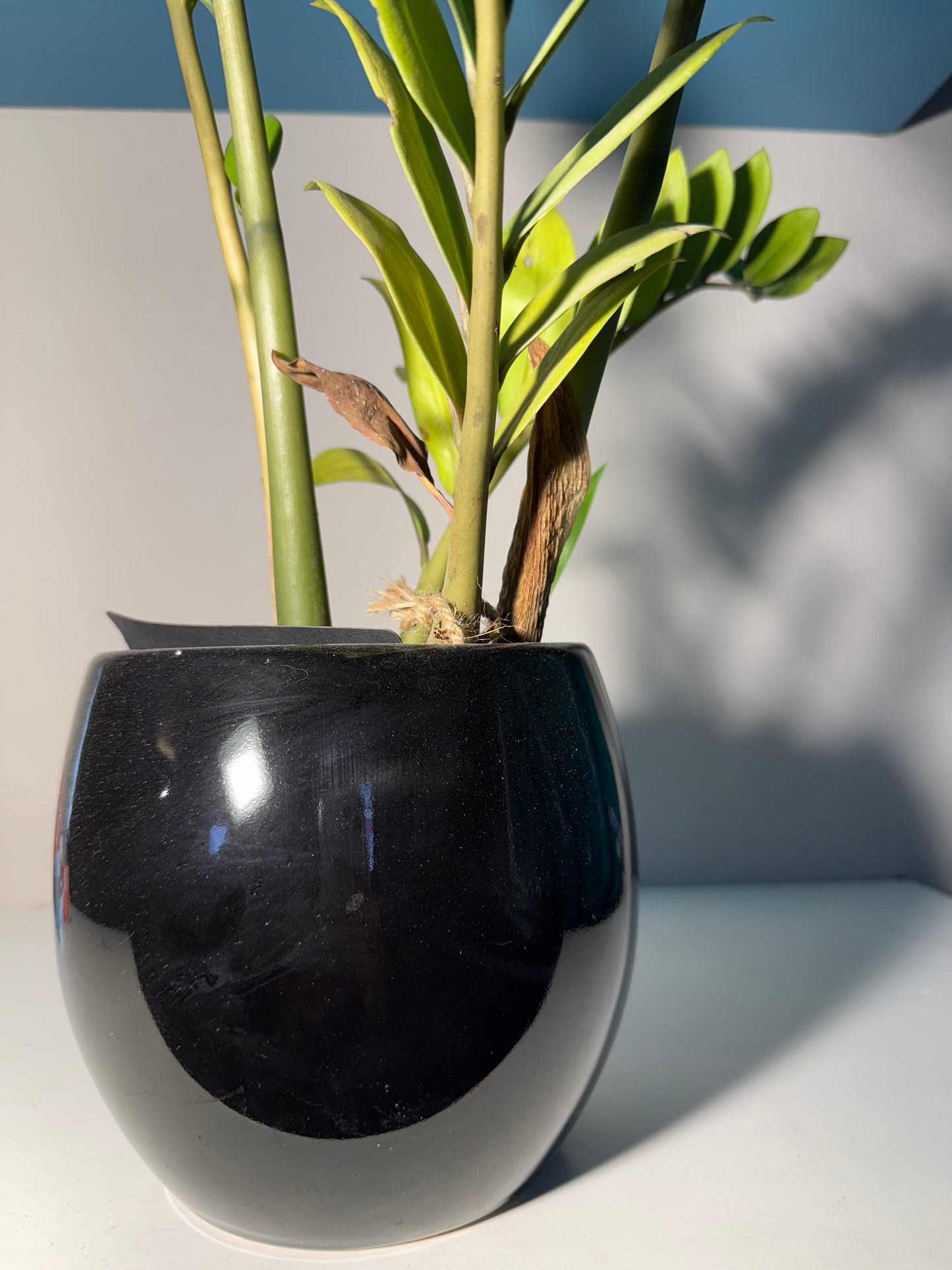 Maceta Negra con Zamioculcas