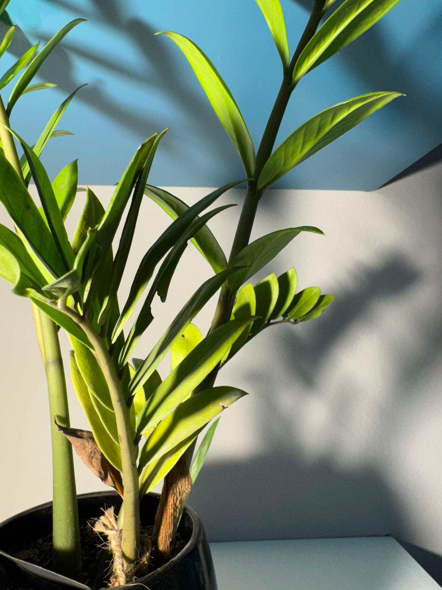 Maceta Negra con Zamioculcas