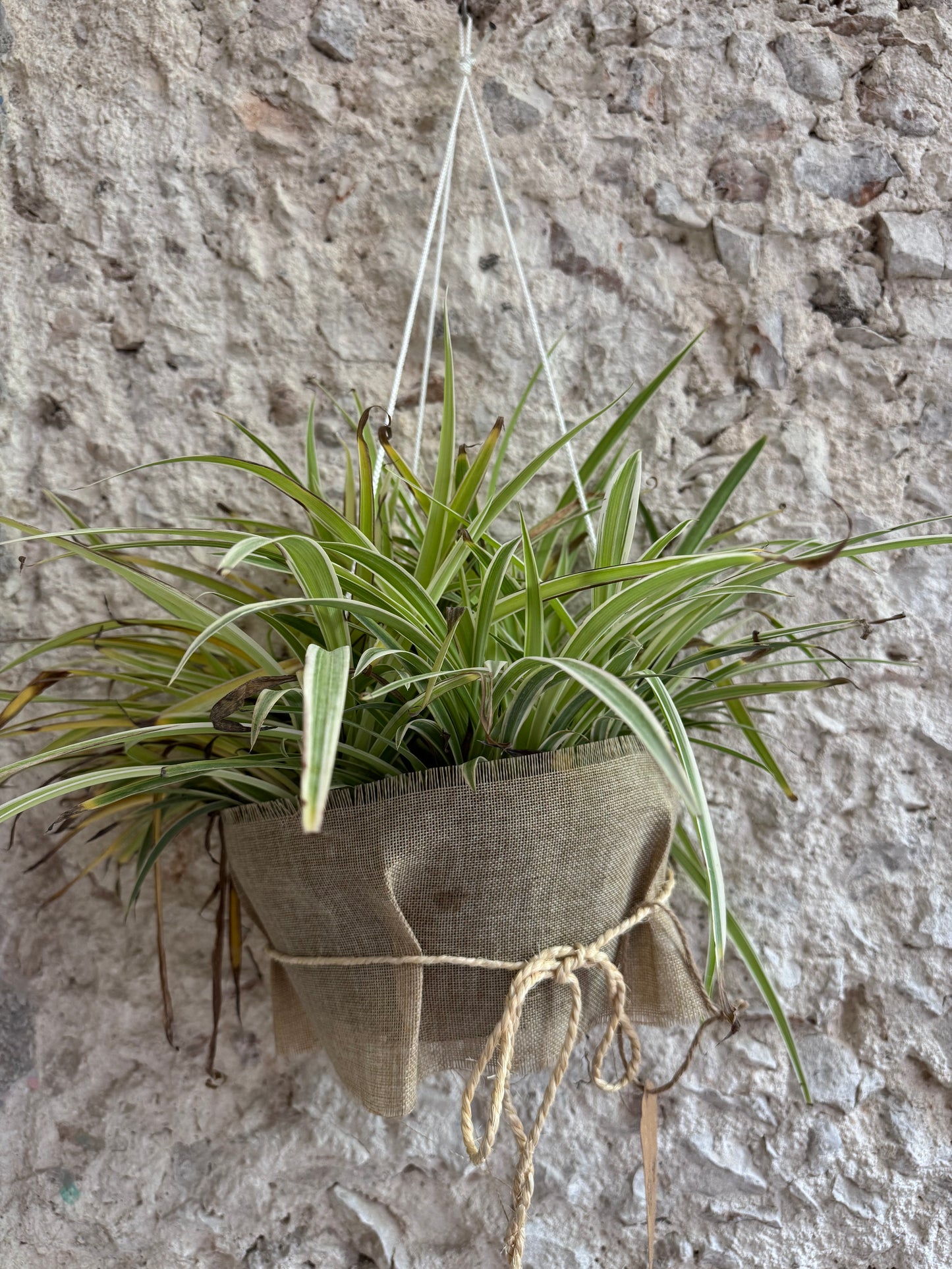 Drácena Variegada
