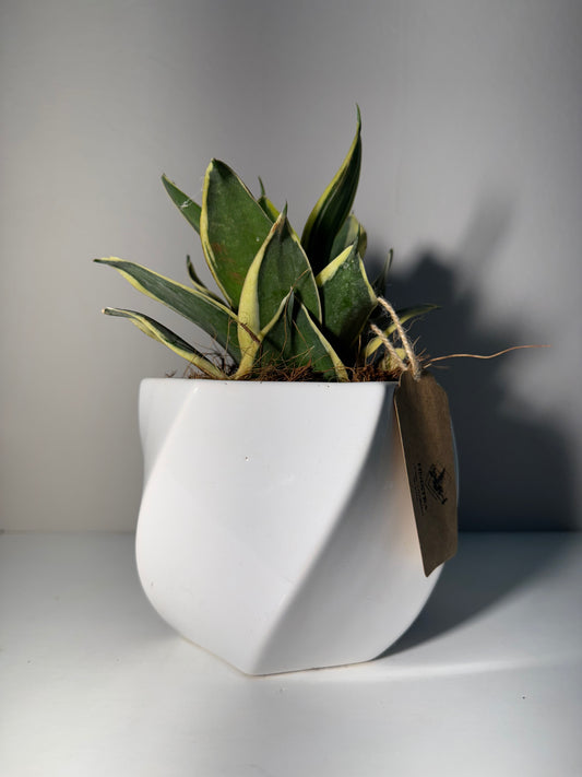 Sansevieria en Maceta Blanca