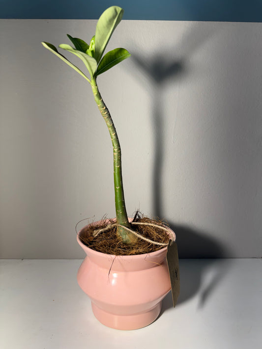 Zamioculca en Maceta Rosa
