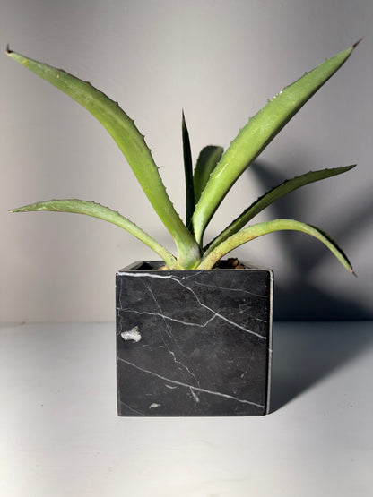 Maceta de Mármol con Agave Lechuguilla