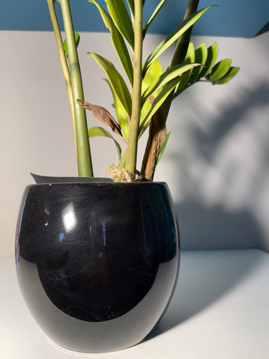 Maceta Negra con Zamioculcas