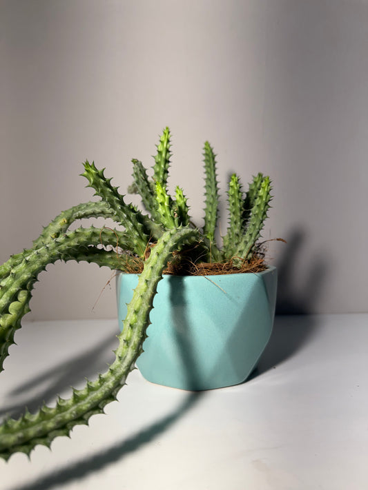 Suculenta Huernia Grande