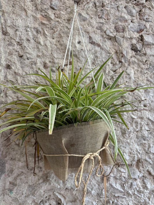 Drácena Variegada